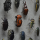 Illustration for article titled Can You Spot the Imposter Bug?